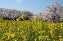 桜と菜の花