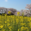 桜と菜の花