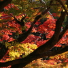 紅葉