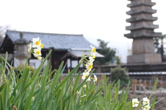 般若寺　水仙