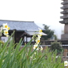 般若寺　水仙