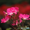 薔薇　1
