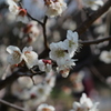 梅ー1