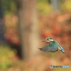 カワセミ　ホバリング中-1