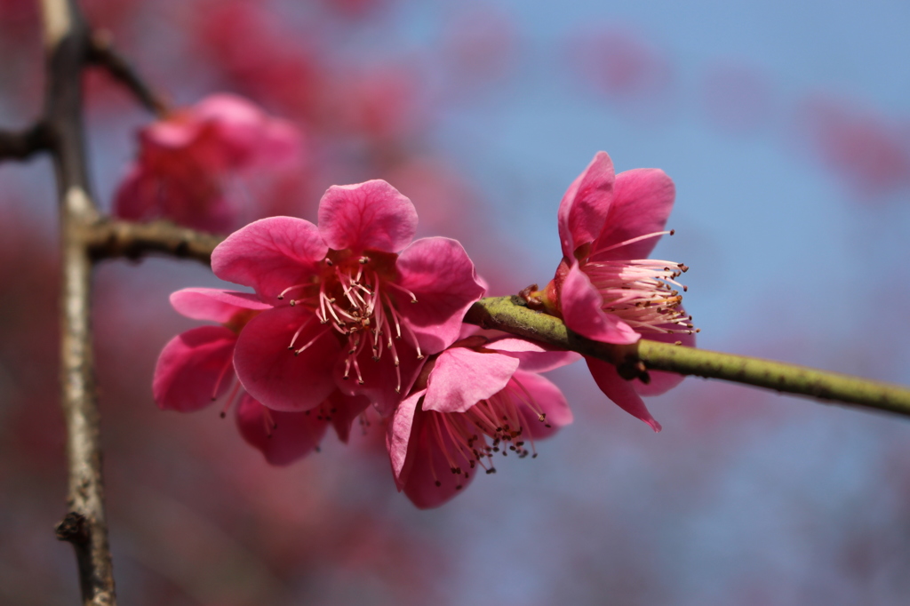 紅梅