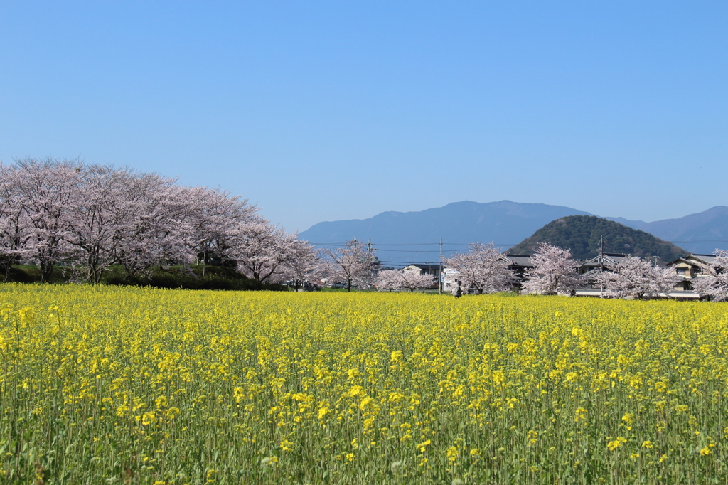 菜の花と畝傍山