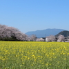 菜の花と畝傍山
