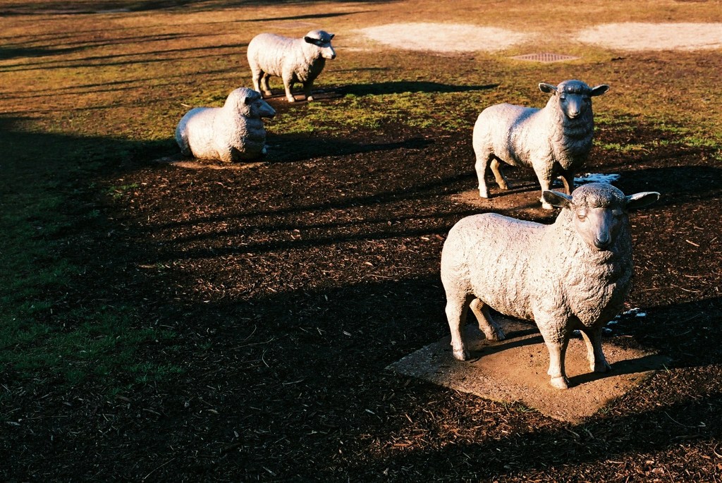 羊のある風景