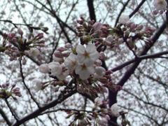 桜