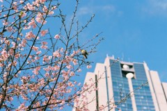 桜