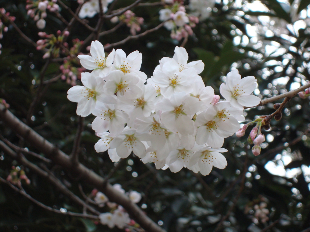 桜
