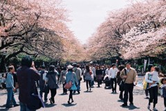 桜道