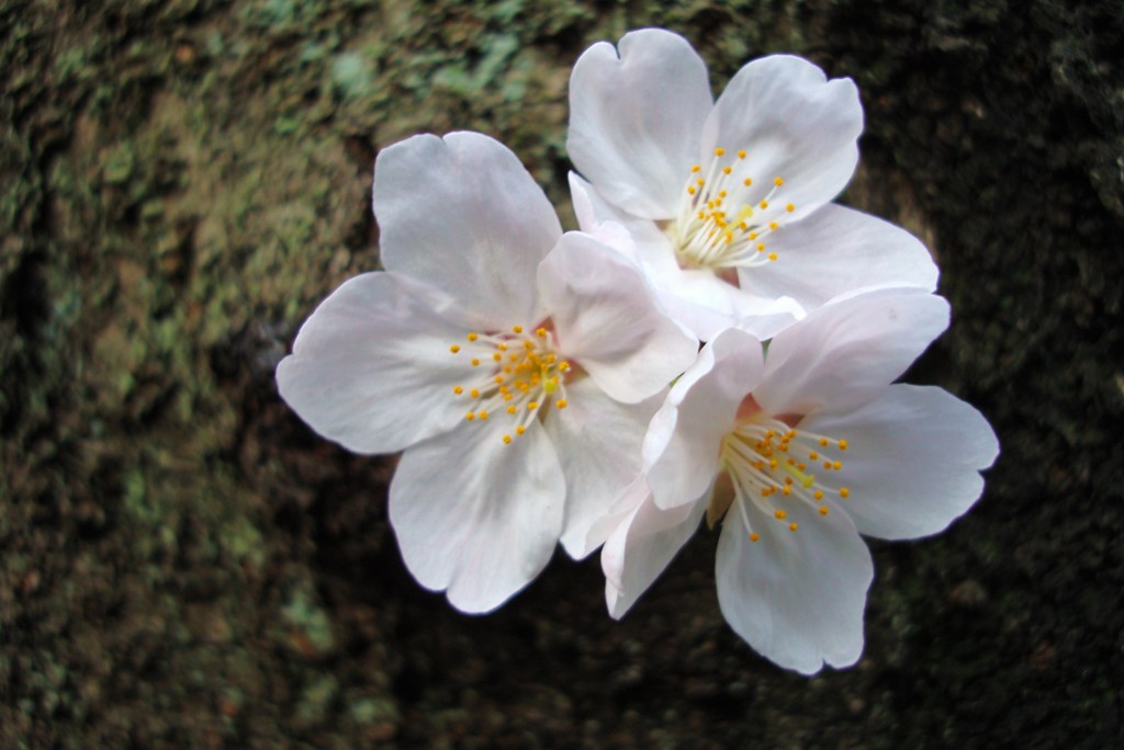 桜