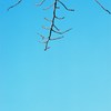 桜の蕾