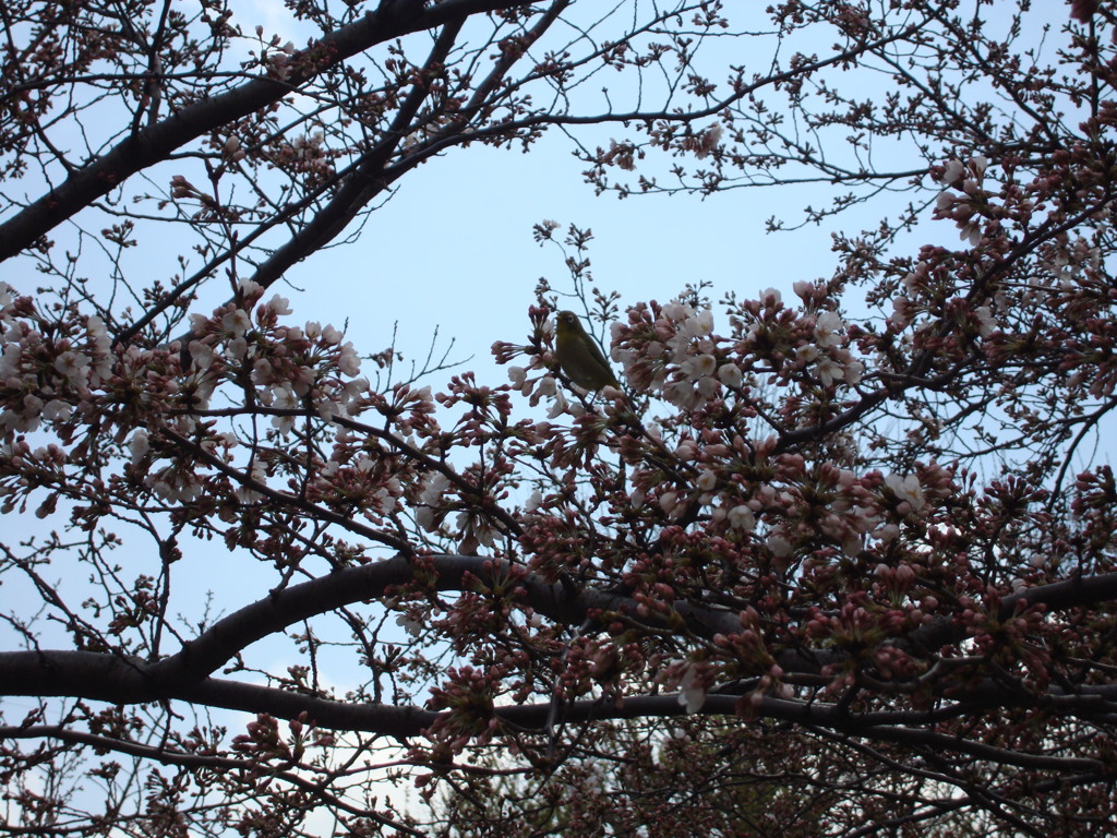 桜