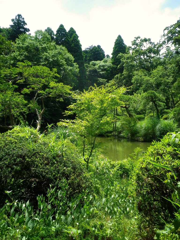 夏の日差し