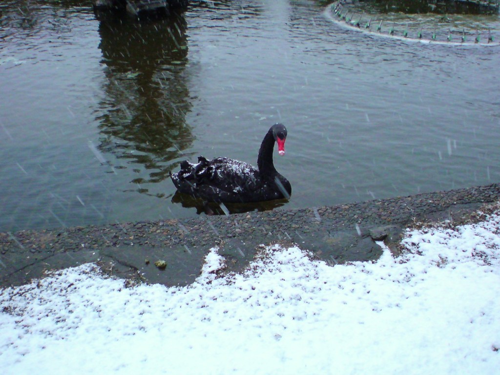 雪の降る中で