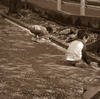 2010多摩センター桜-227
