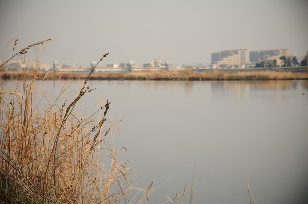 多摩川(2010-2-22)-13