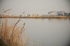 多摩川(2010-2-22)-13