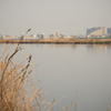 多摩川(2010-2-22)-13