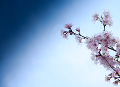 初桜