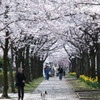 2010多摩センター桜-288