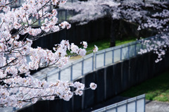 2010多摩センター桜-345