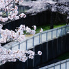 2010多摩センター桜-345