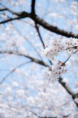 2010多摩センター桜-331