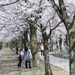 2010多摩センター桜-270