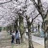 2010多摩センター桜-270