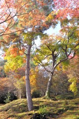 紅葉の庭園