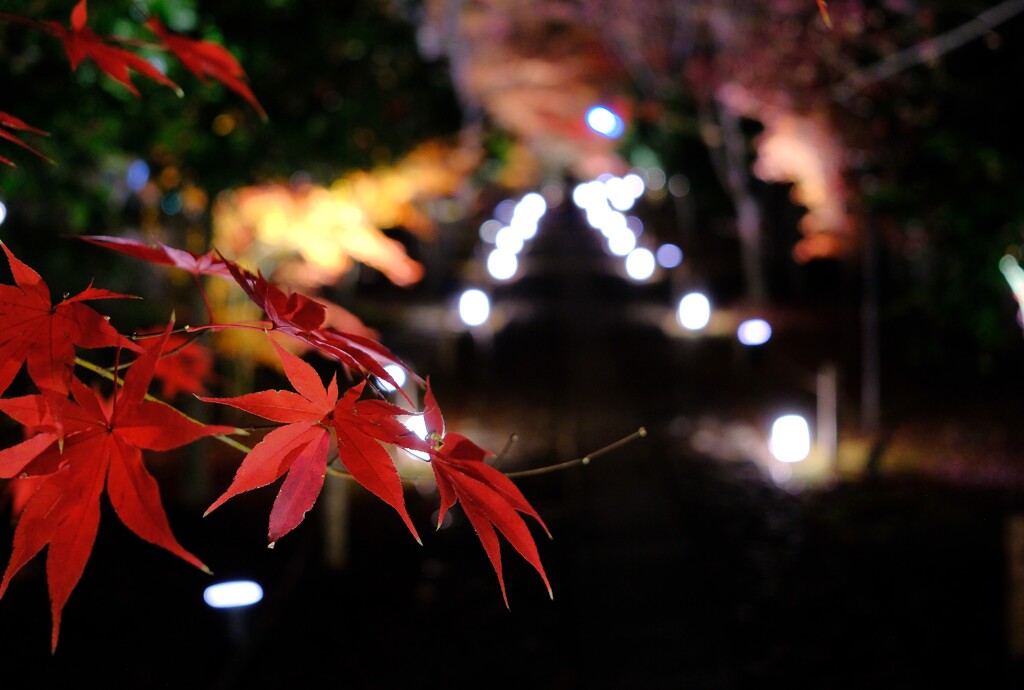 京都鹿王院ライトアップ