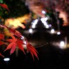 京都鹿王院ライトアップ