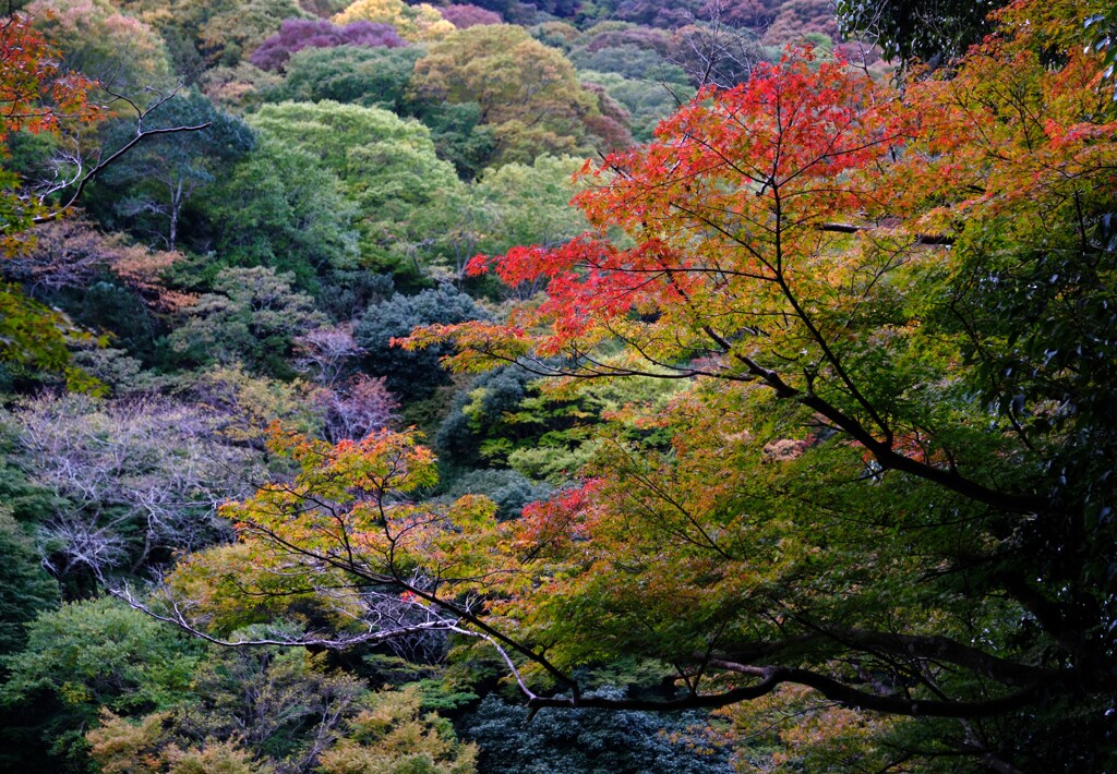 色ずき始めた嵐山