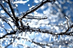 雨氷の枝