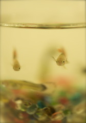 「なんだなんだ？」