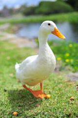 「ども、こんにちわ」