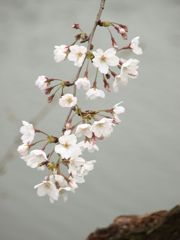 鶴舞公園の桜 Ⅱ