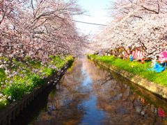 五条川の桜