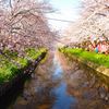 五条川の桜