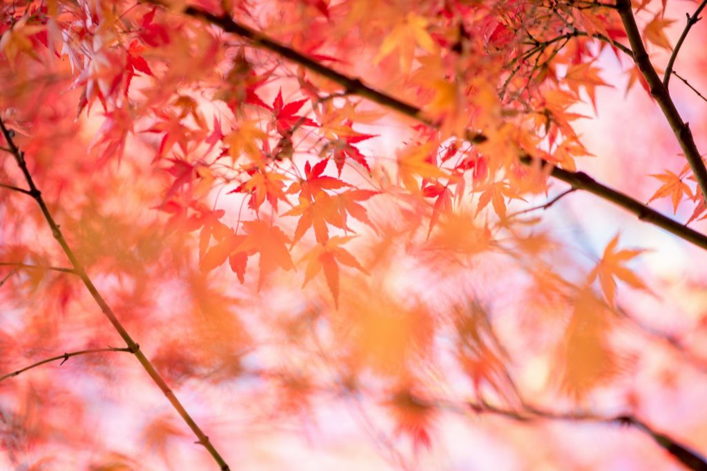 清澄庭園の秋