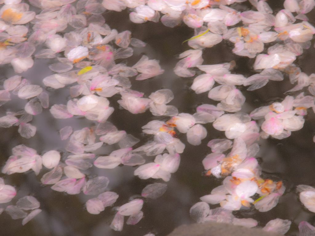 散り際の美学