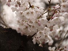 鶴舞公園の桜 Ⅲ