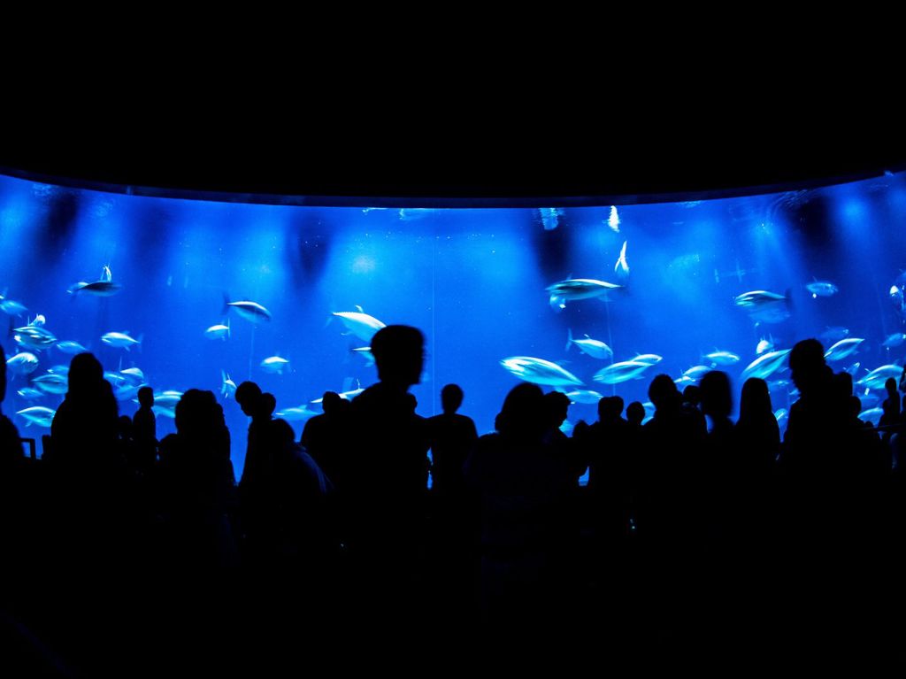 AQUA THEATER