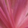 PINKY