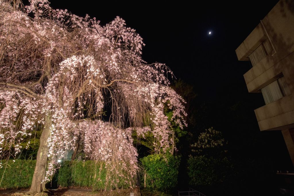 ヒルサイドテラスの夜桜