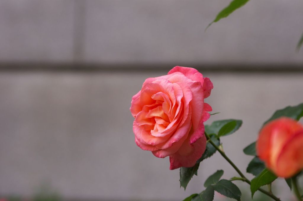 Secret Rose