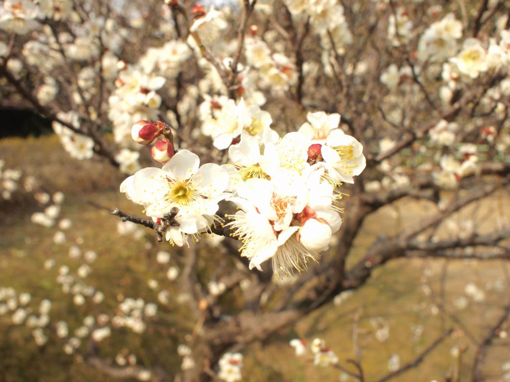 平芝の梅（４）